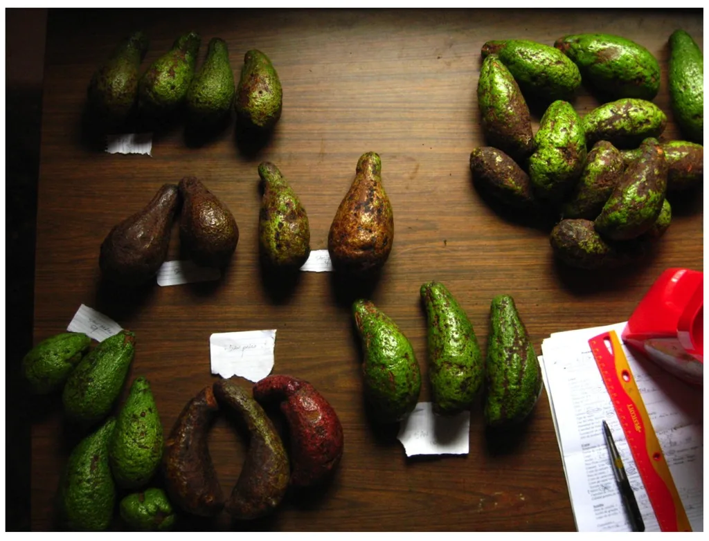 Mexican Avocado (Persea schiedeana)