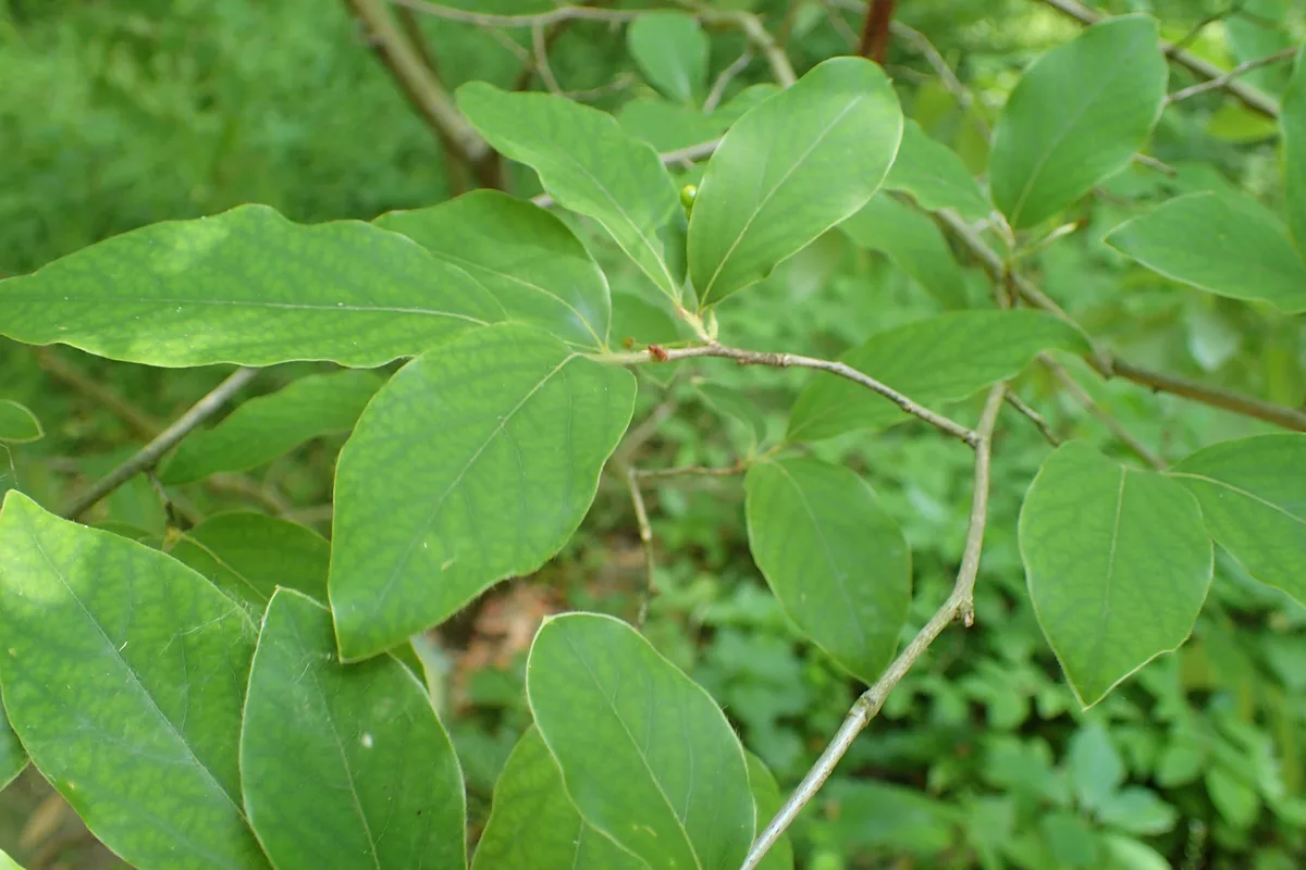 Grayblue Spicebush (Lindera glauca)