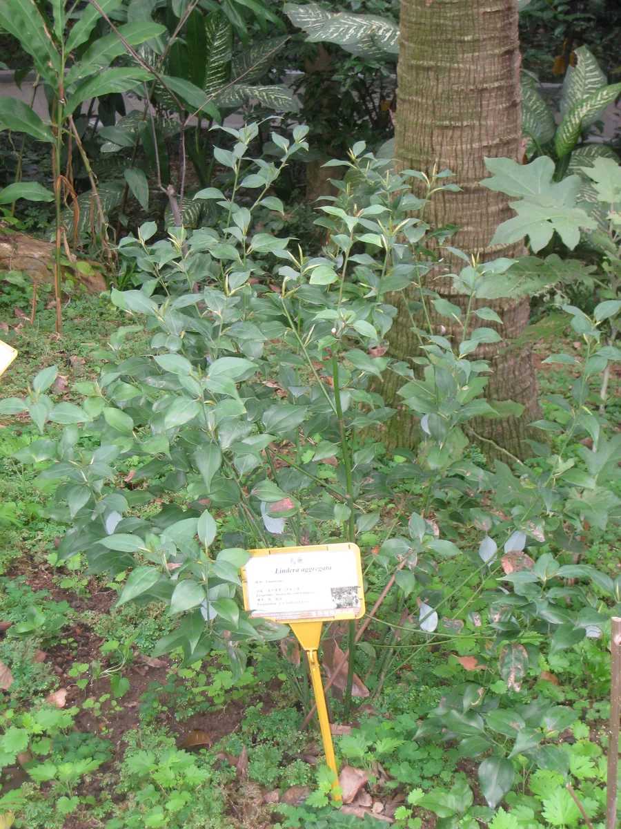 Evergreen Spicebush (Lindera aggregata)