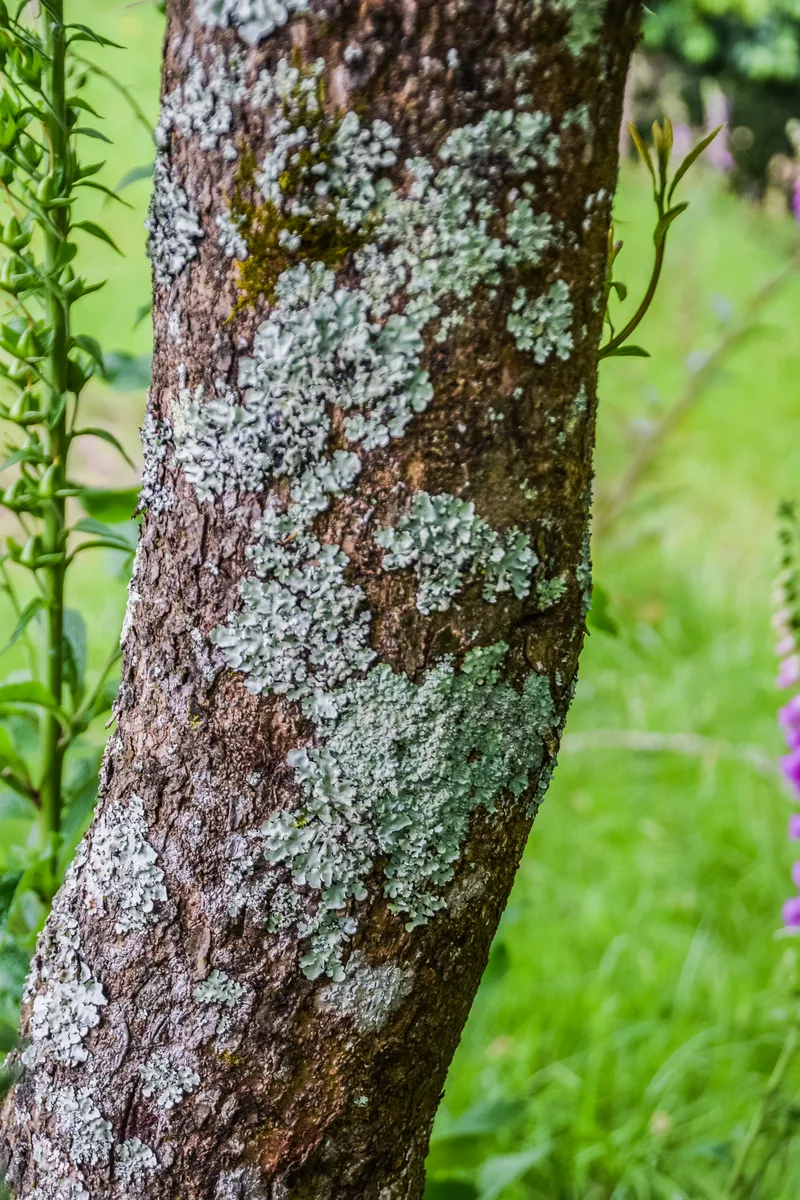Asian Spicebush (Lindera erythrocarpa)