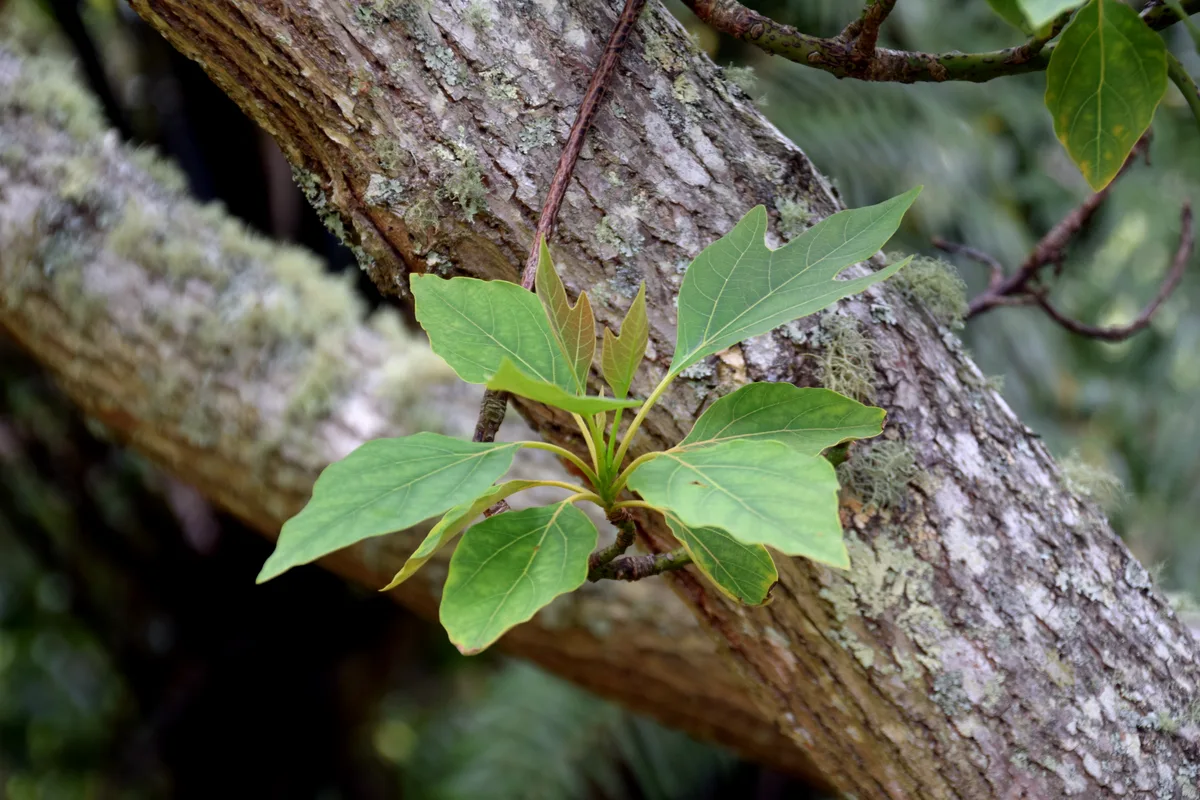 Chinese Sassafras (Sassafras tzumu)