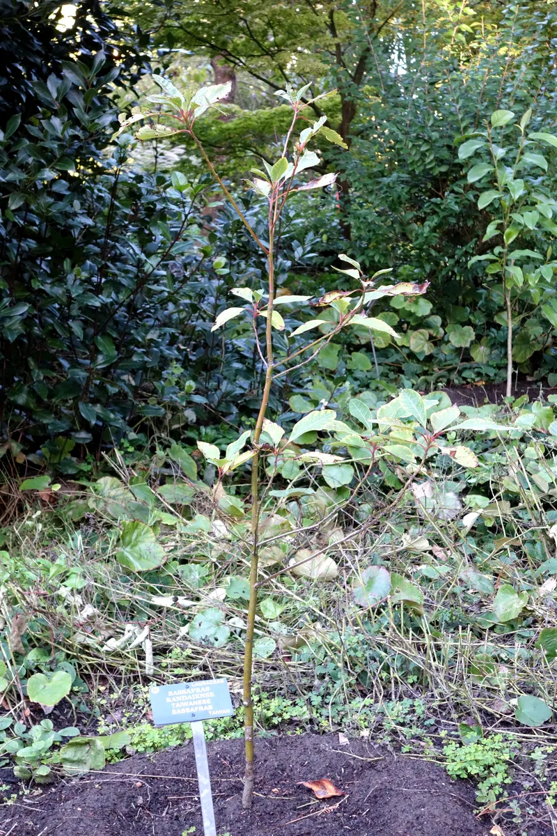 Taiwan Sassafras (Sassafras randaiense)