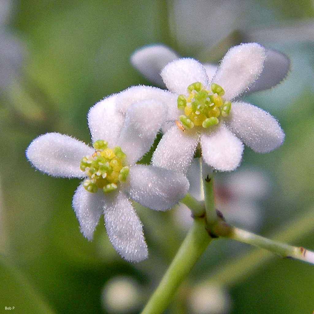 Sweetwood (Nectandra coriacea)