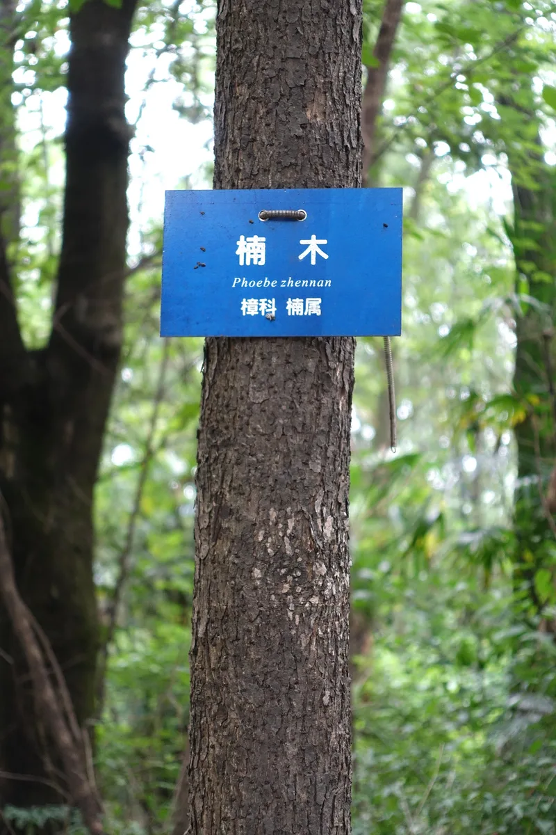 Phoebe Tree (Phoebe zhennan)
