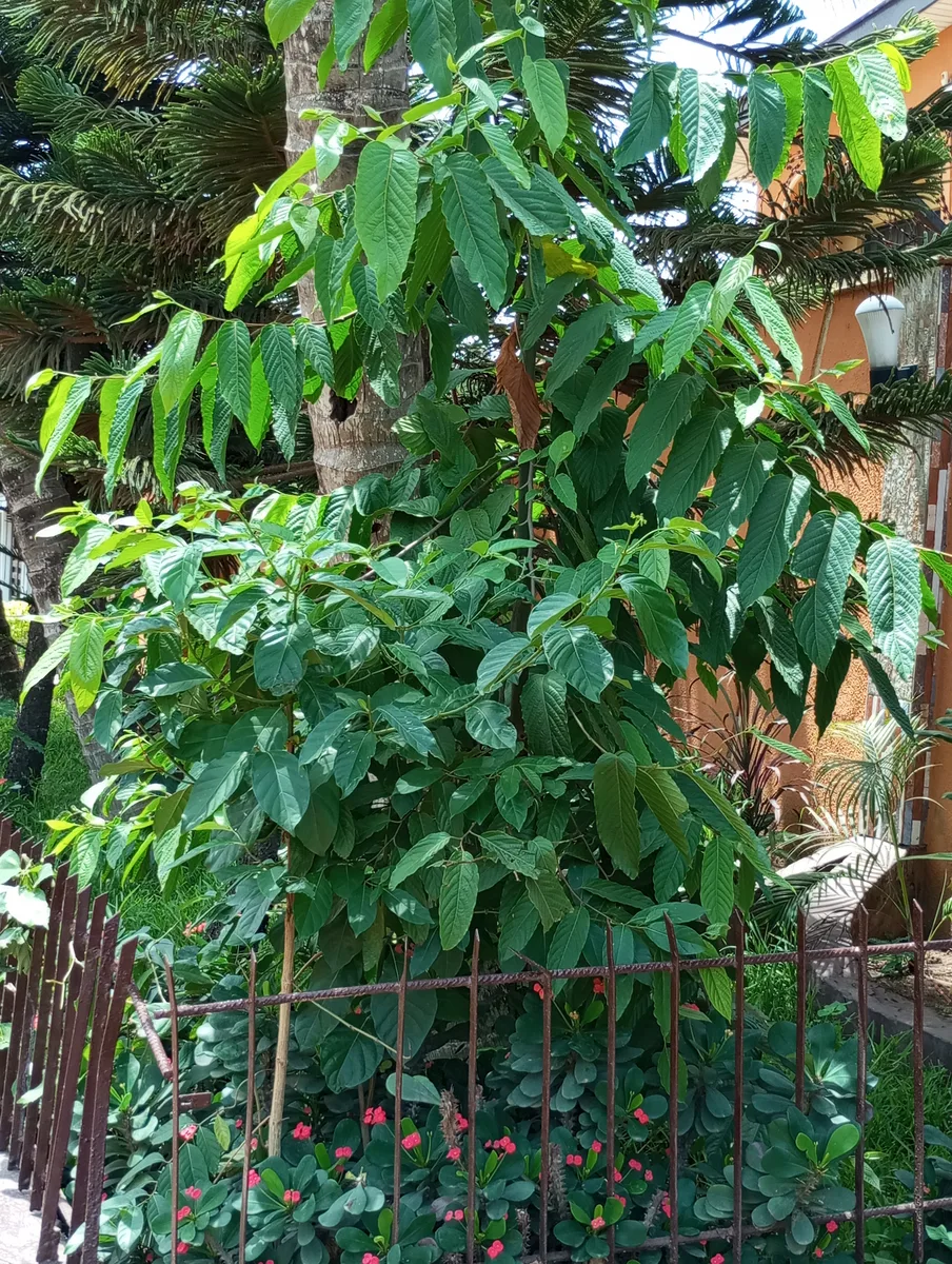 Borneo Ironwood Laurel (Eusideroxylon zwageri)