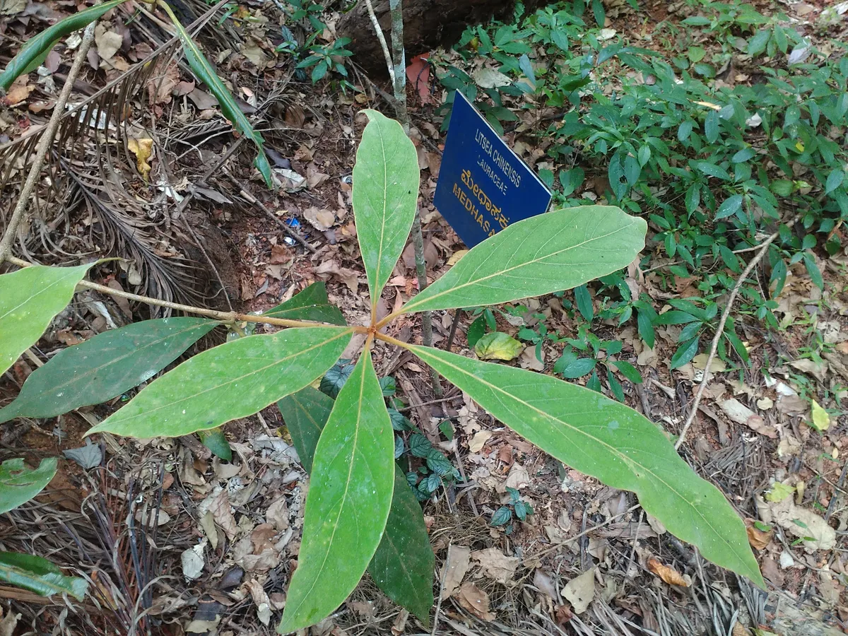 Yellow Laurel (Litsea glutinosa)