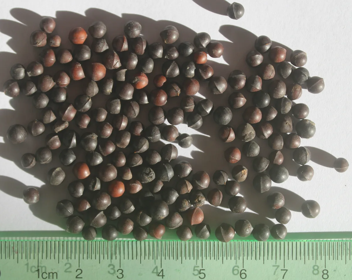 May Chang (Litsea cubeba)