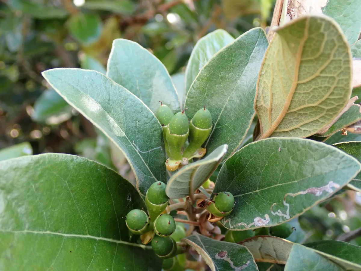 Japanese Litsea (Litsea japonica)