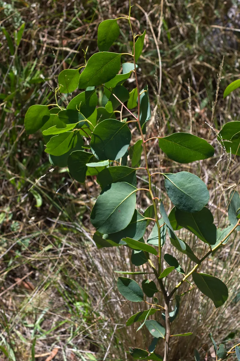 Swamp Gum (Eucalyptus ovata)