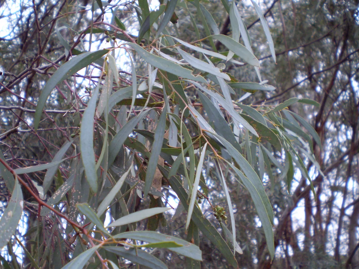 Blue Leaved Mallee (Eucalyptus polybractea)