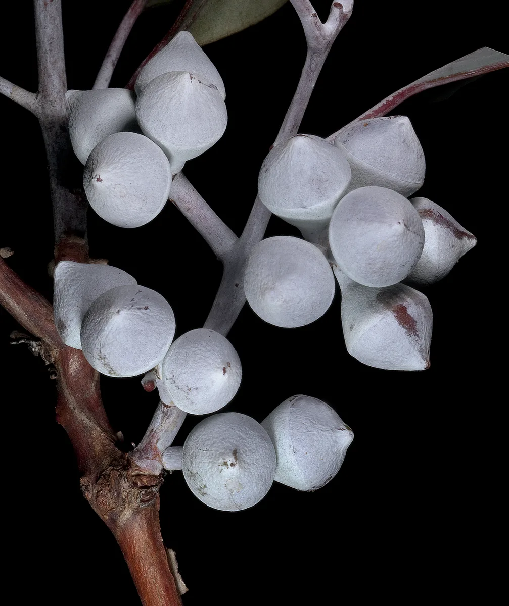 Round Leaf Mallee (Eucalyptus orbifolia)
