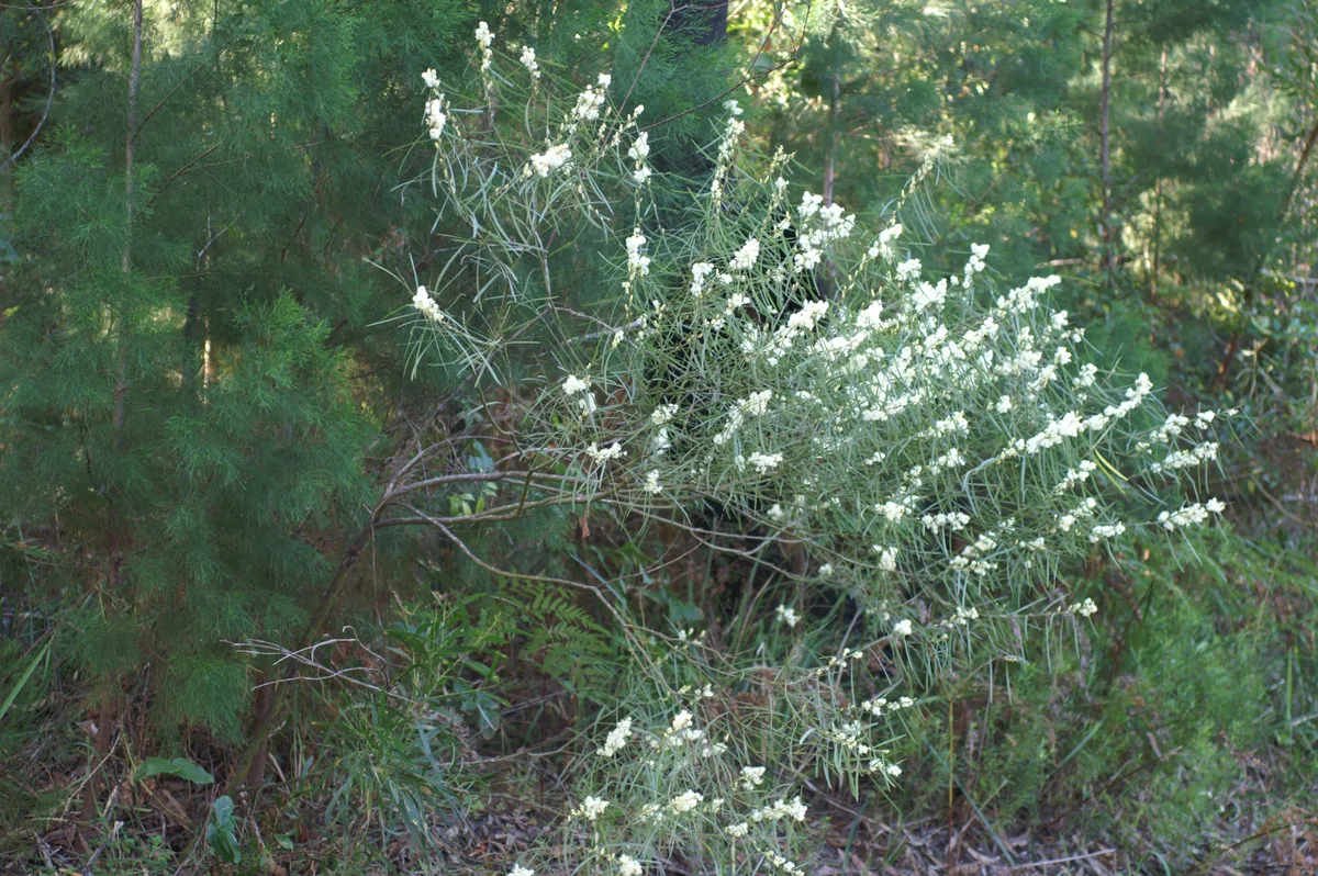 Sweet Wattle