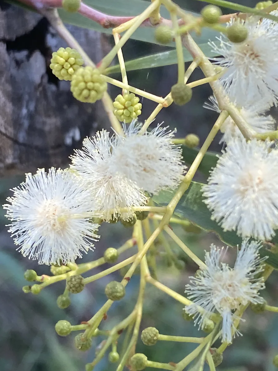 Hickory Wattle