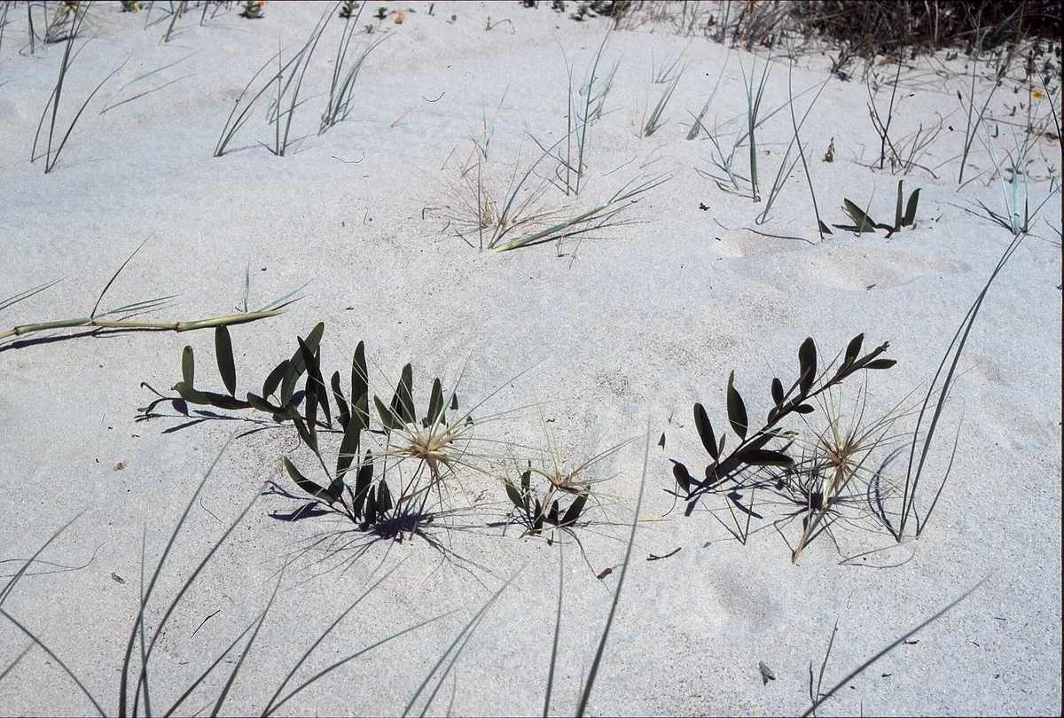 Coastal Wattle (Acacia sophorae)