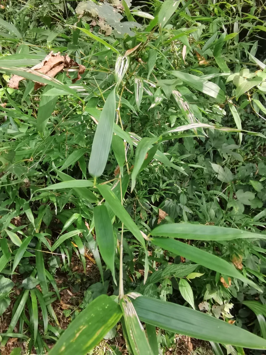 Henon Bamboo (Phyllostachys nigra var. henonis)
