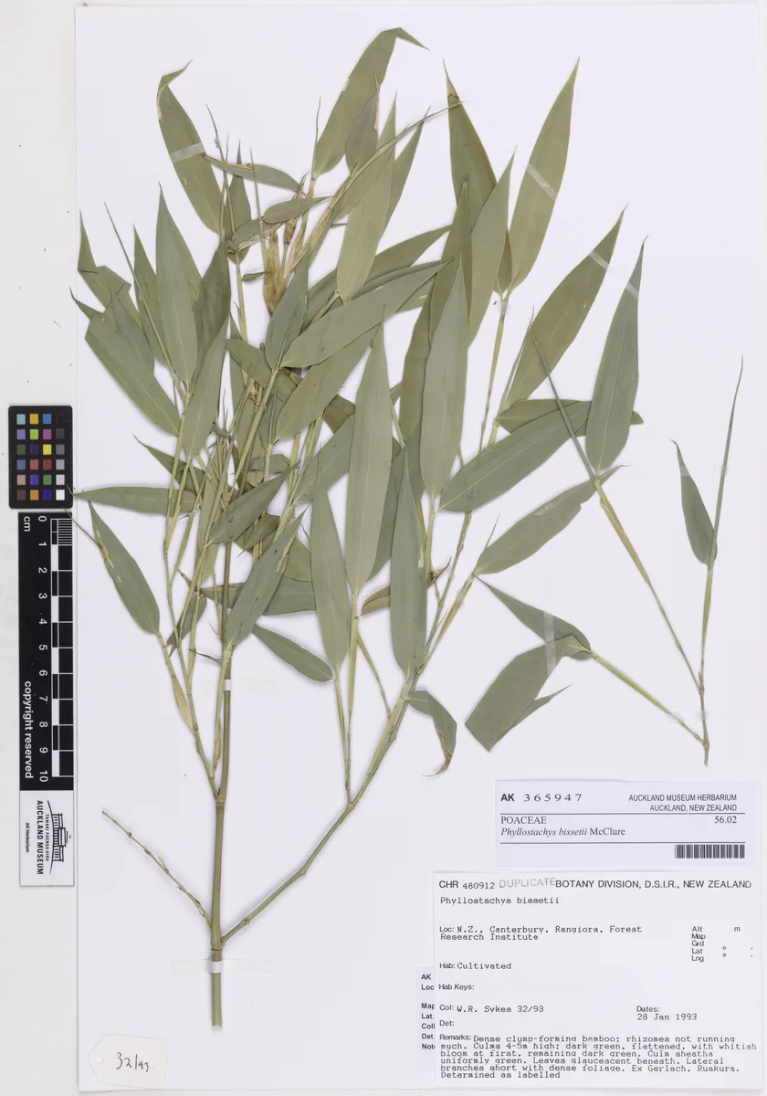 Bisset Bamboo