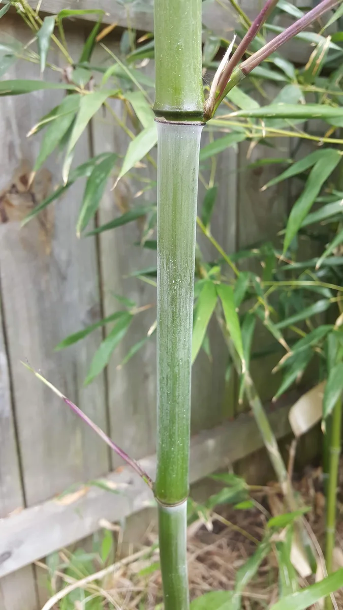 Incense Bamboo