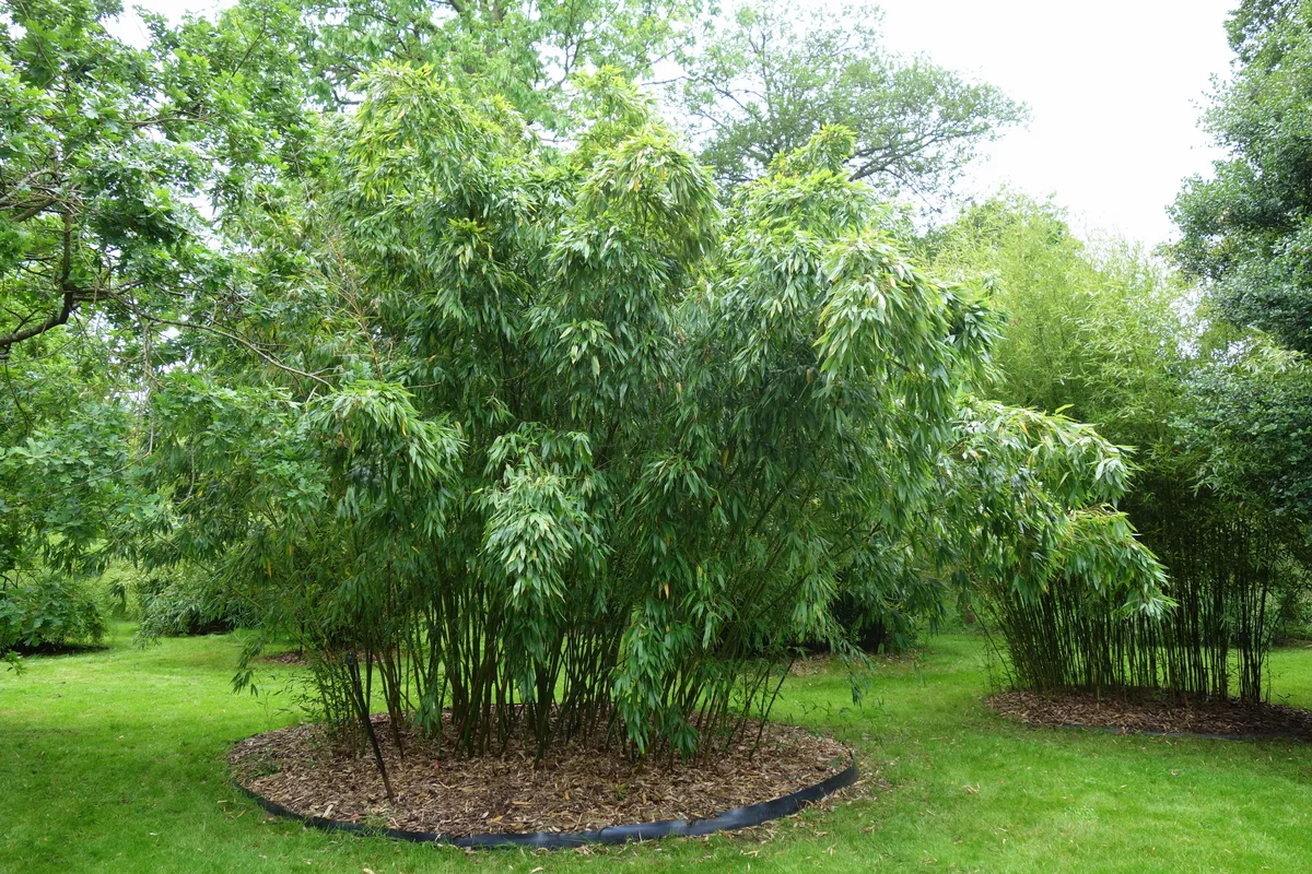 Sweetshoot Bamboo (Phyllostachys dulcis)