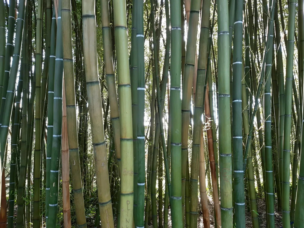 Timber Bamboo (Phyllostachys bambusoides)