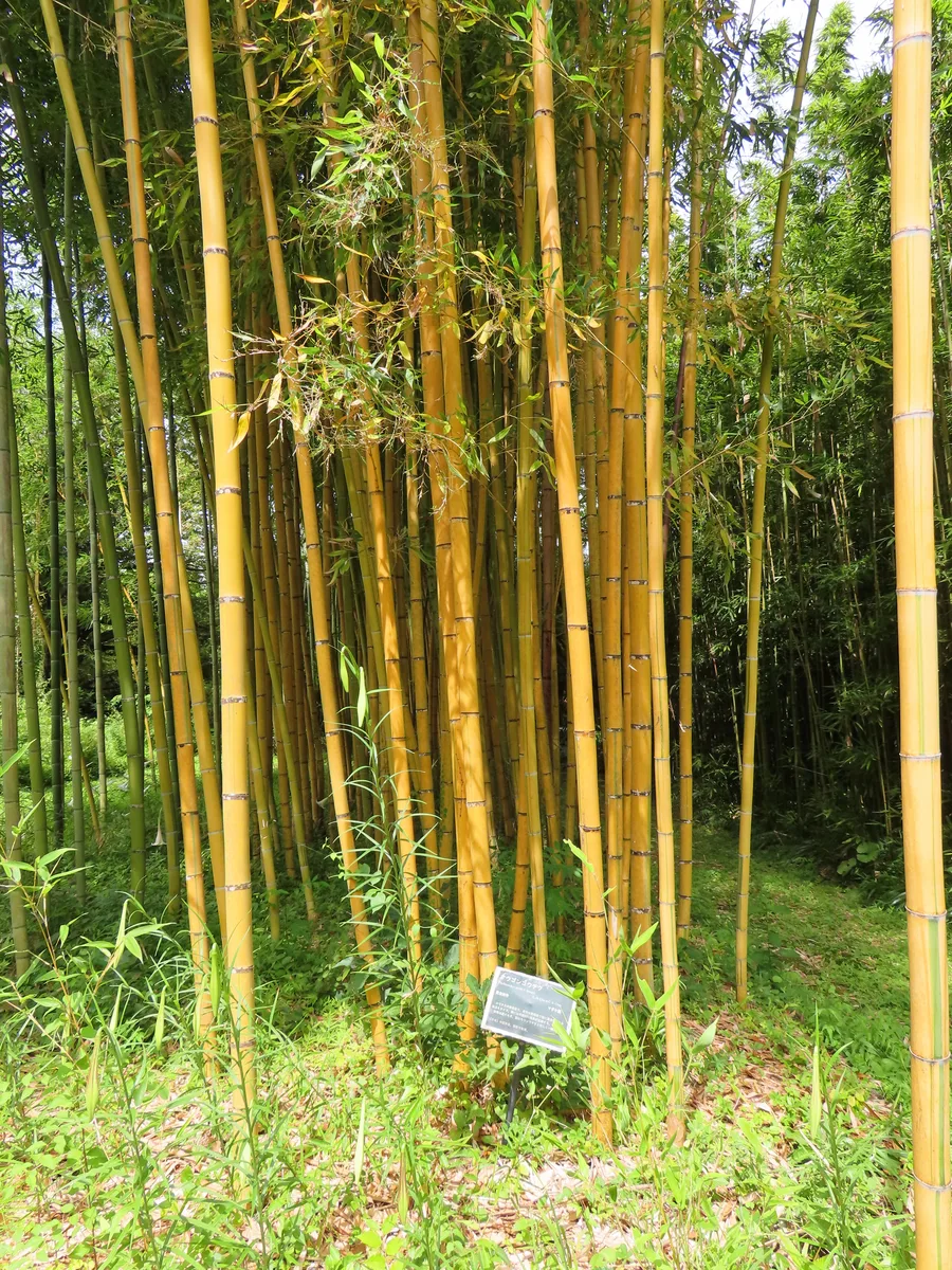 Robert Young Bamboo