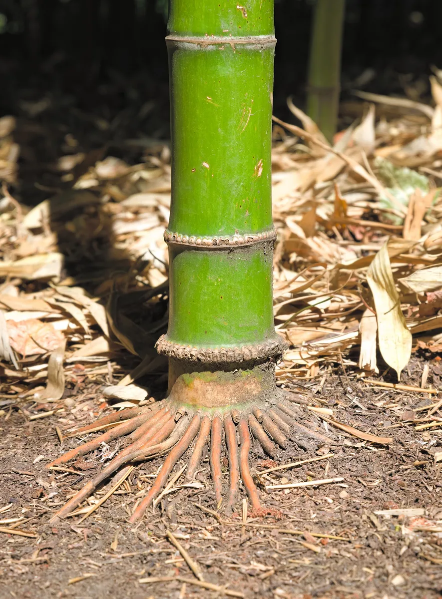 Greenstripe Bamboo