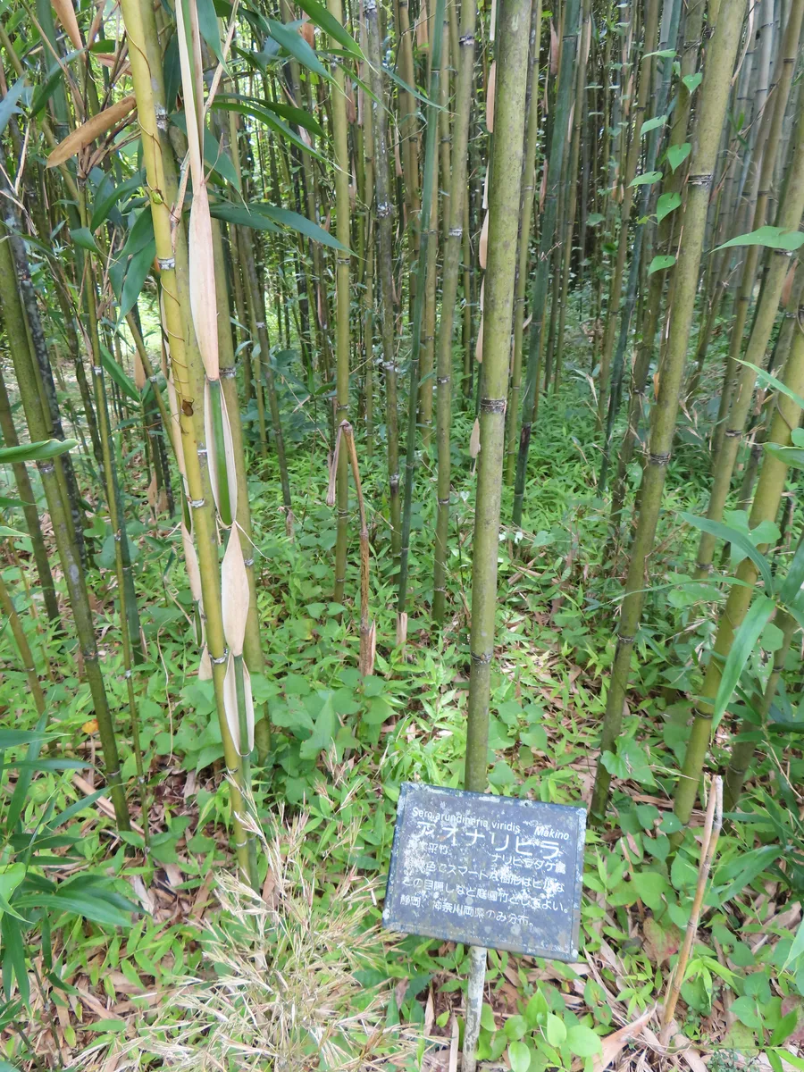 Temple Bamboo (Semiarundinaria fastuosa)