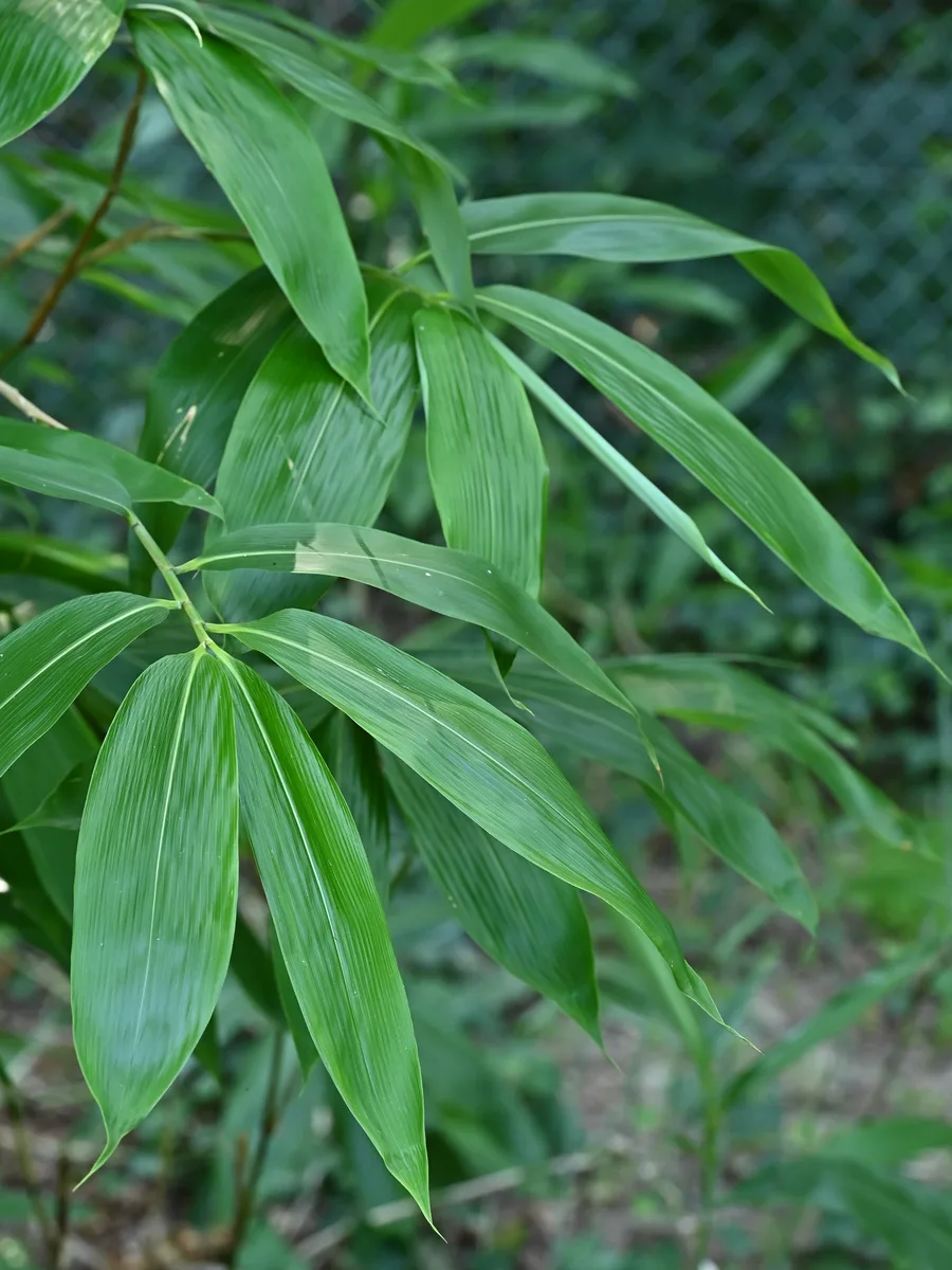 Palm Leaf Bamboo