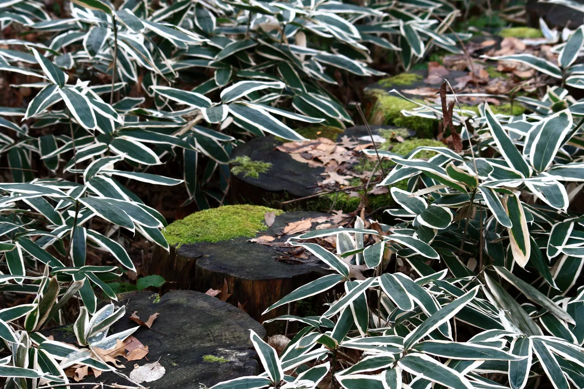 Kuma Bamboo Grass