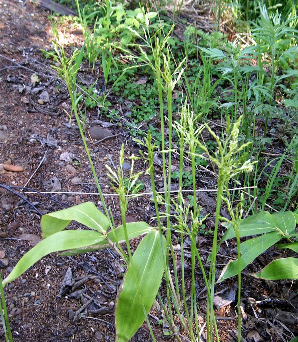 Broadleaf Bamboo