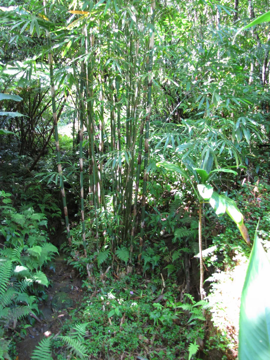 Dwarf Bamboo (Pleioblastus pygmaeus)