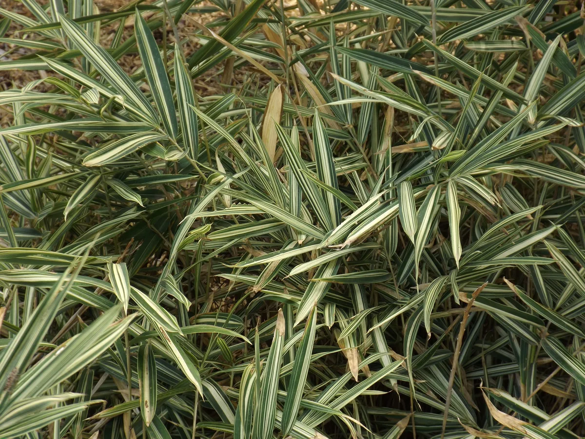 Striped Dwarf Bamboo (Pleioblastus fortunei)