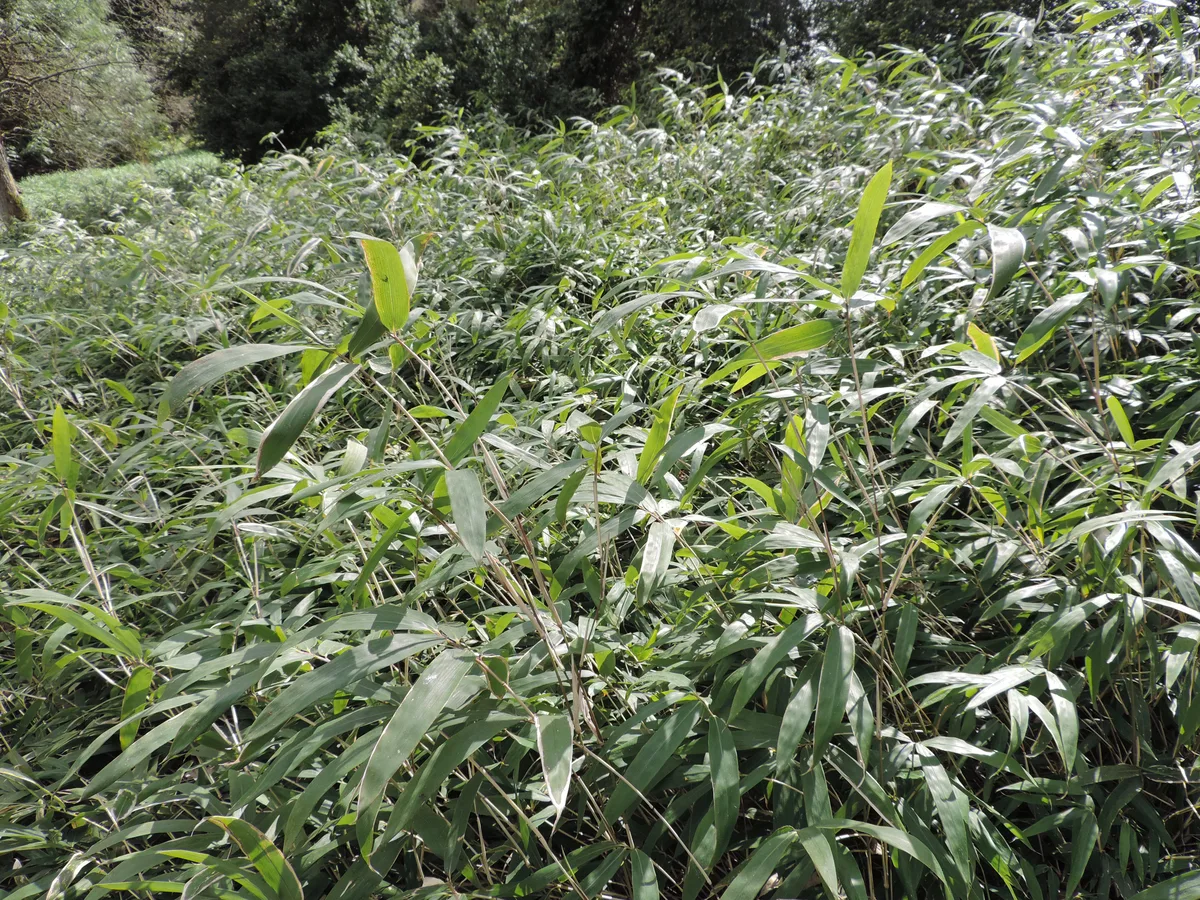 Green Dwarf Bamboo (Pleioblastus viridistriatus)