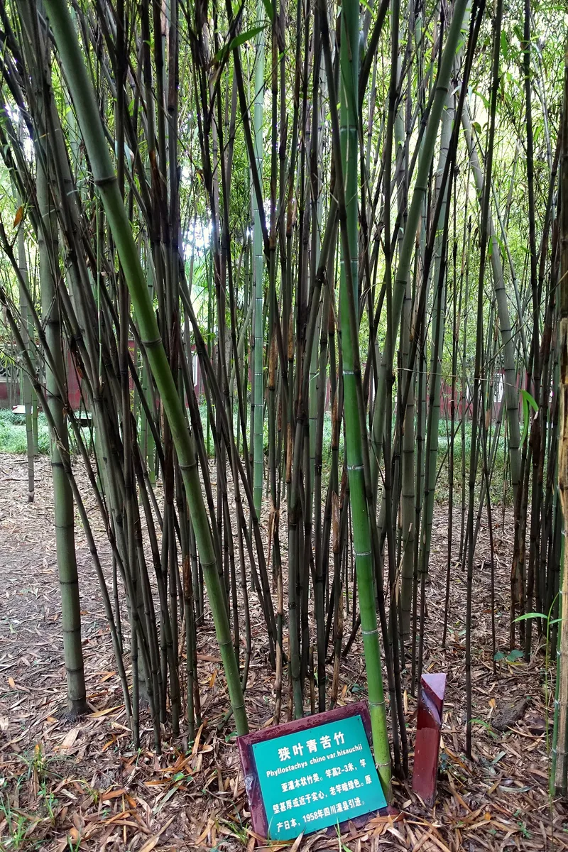 Chinese Dwarf Bamboo