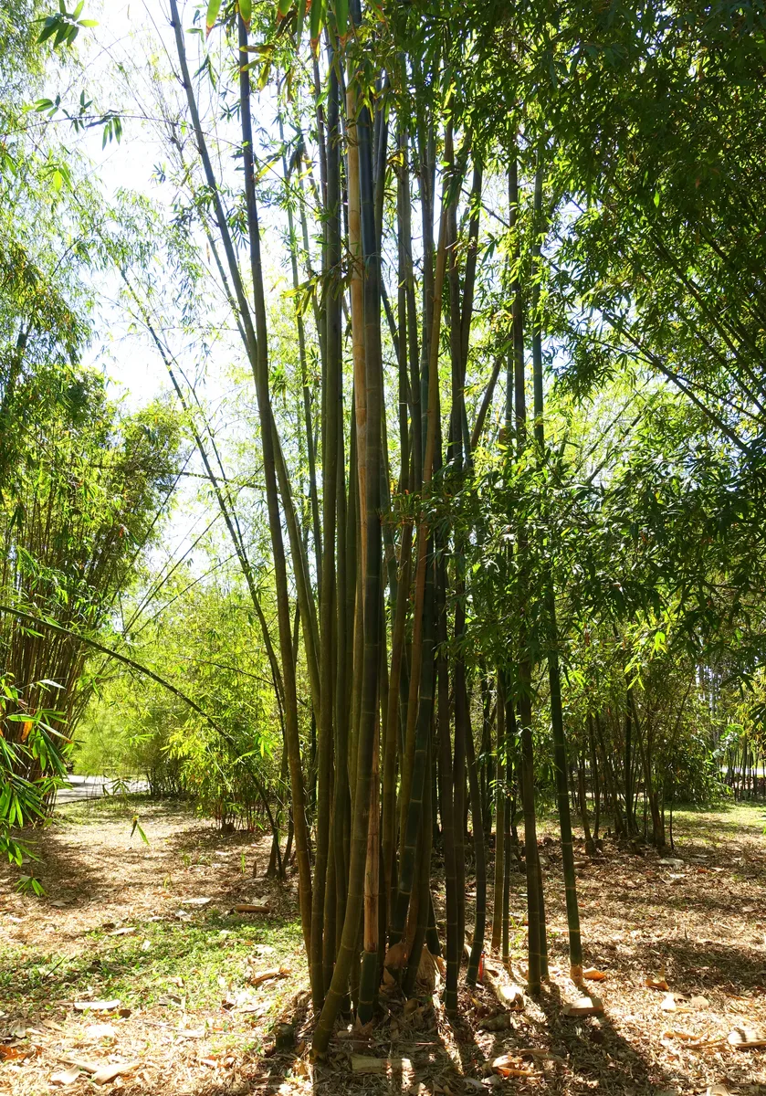 Oldham Bamboo (Bambusa oldhamii)