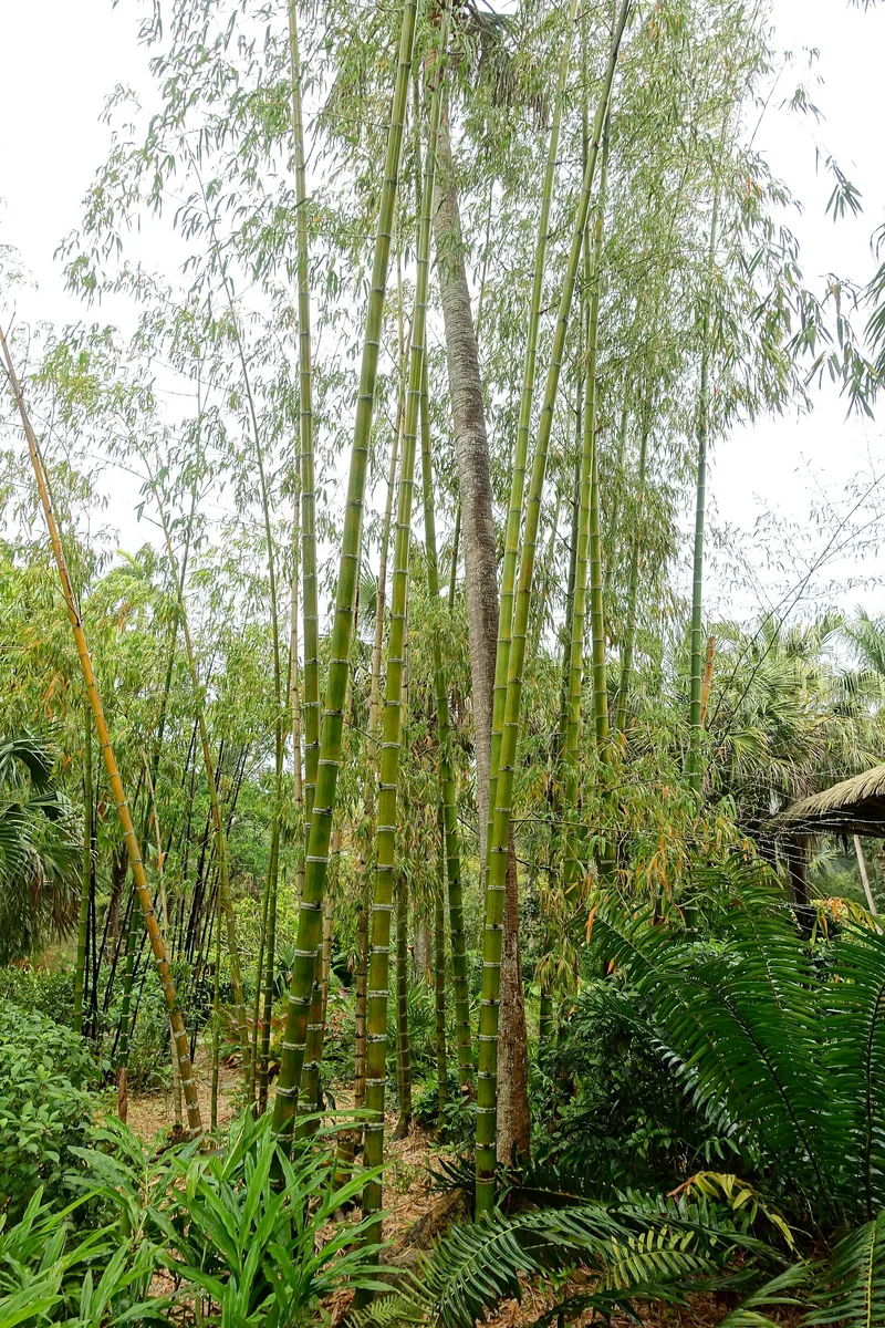 Guadua Bamboo (Guadua angustifolia)
