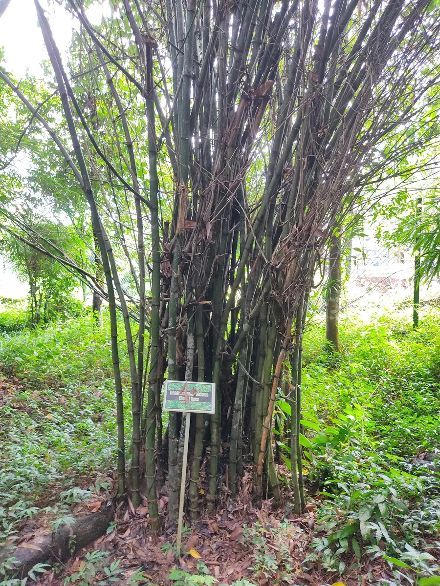 Indian Timber Bamboo (Dendrocalamus strictus)