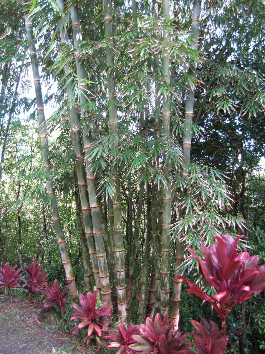 Asper Bamboo (Dendrocalamus asper)