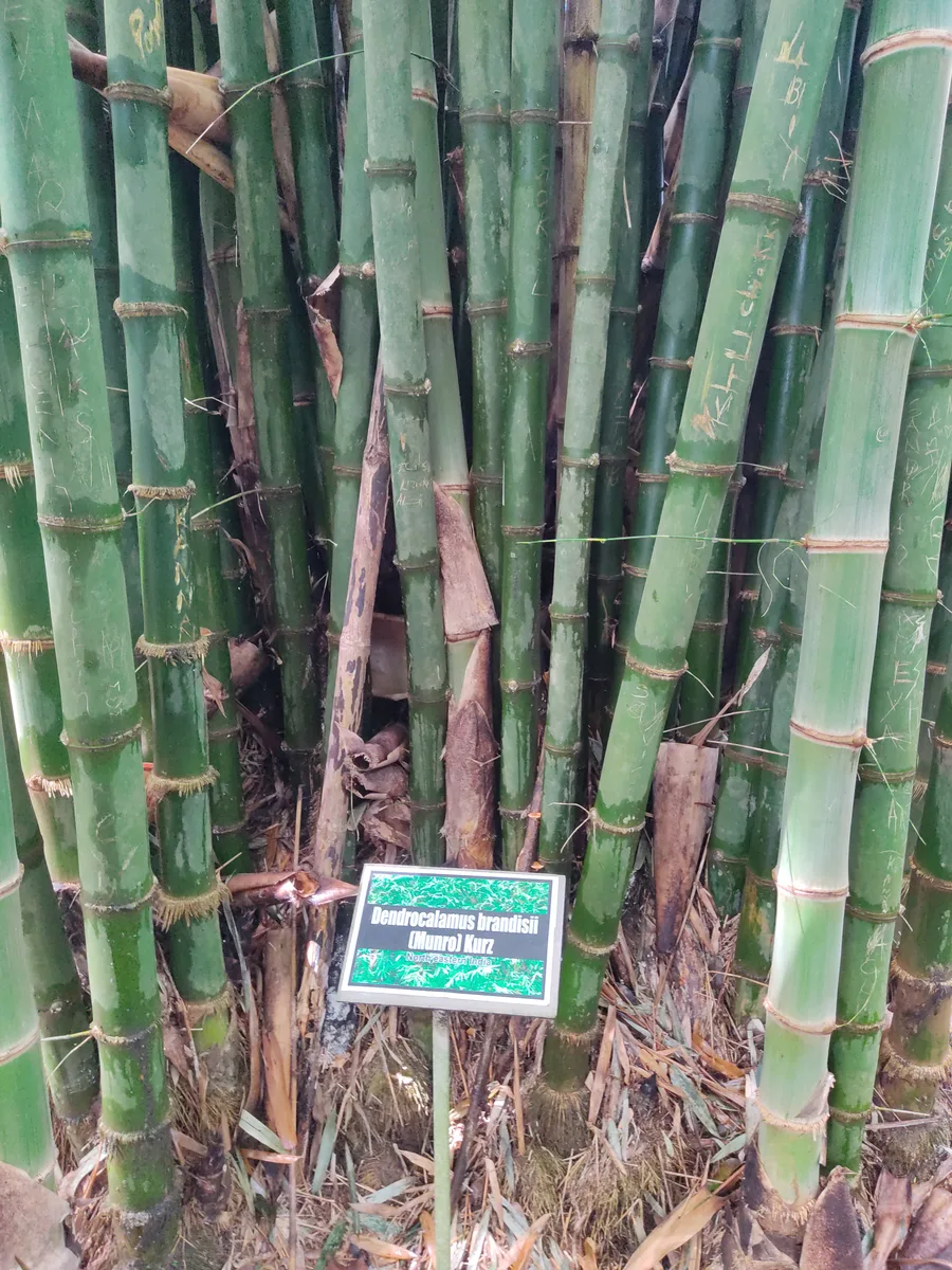 Brandis Bamboo (Dendrocalamus brandisii)