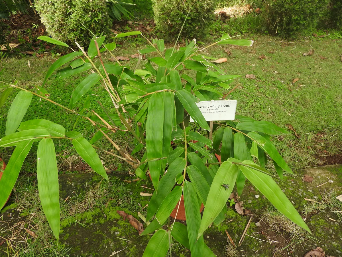 Hamilton Bamboo (Dendrocalamus hamiltonii)