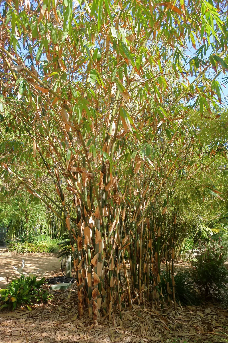 Old World Clumping Bamboo