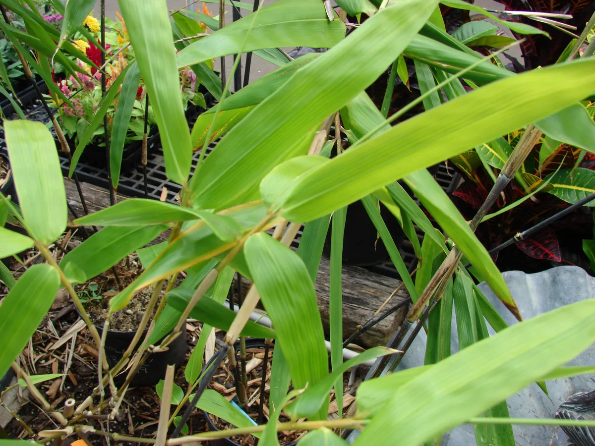 Black Giant Bamboo