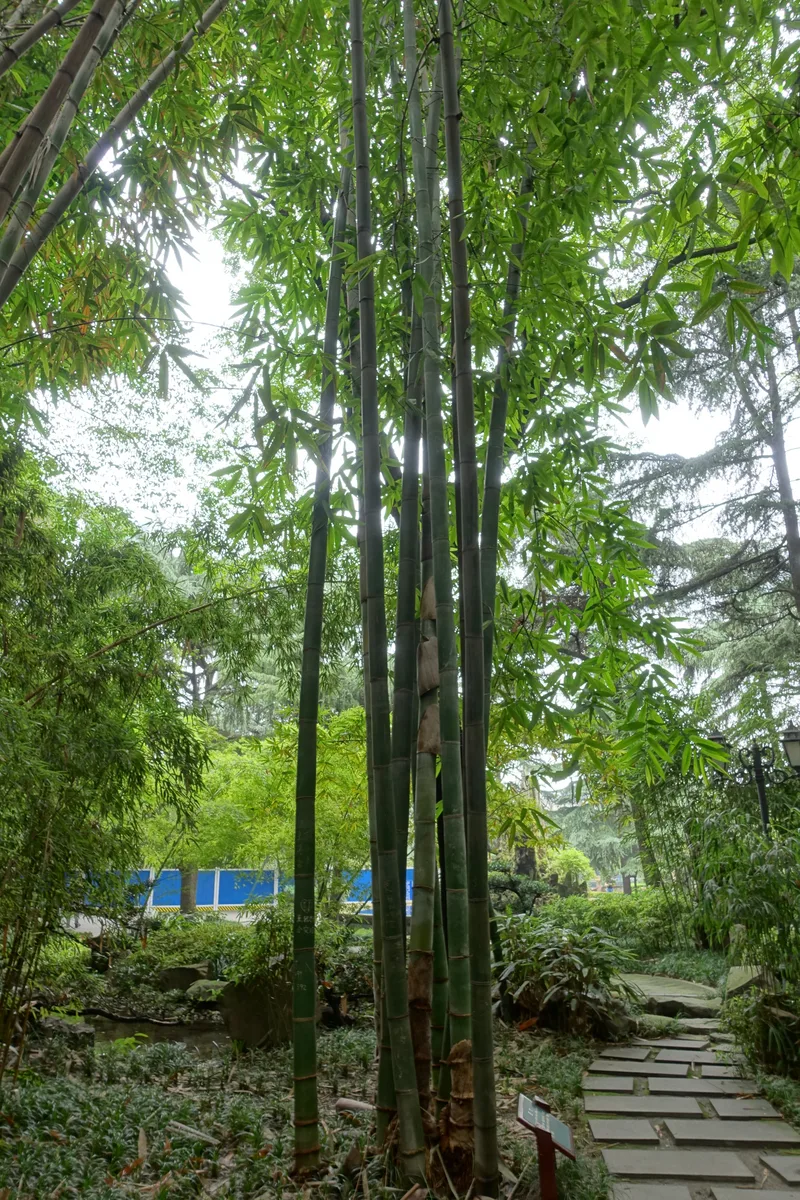 Giant Malay Bamboo