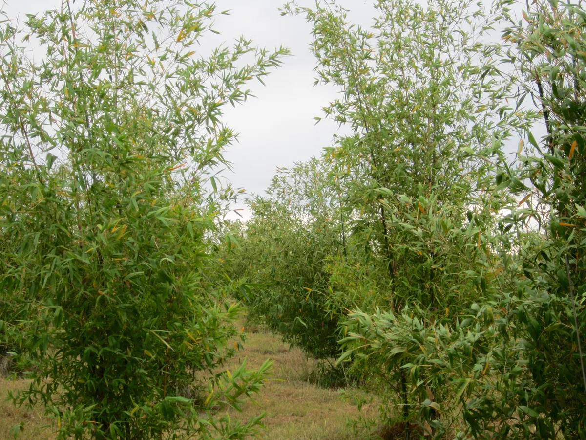 Balcooa Bamboo (Bambusa balcooa)