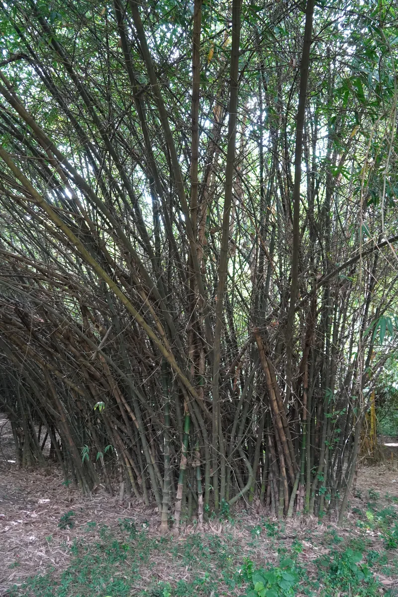 Tulda Bamboo (Bambusa tulda)