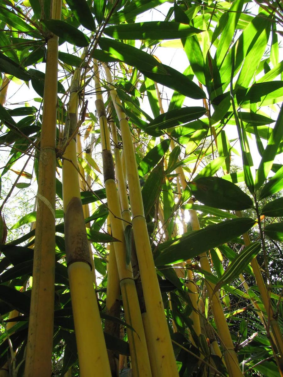 Slender Bamboo (Schizostachyum brachycladum)