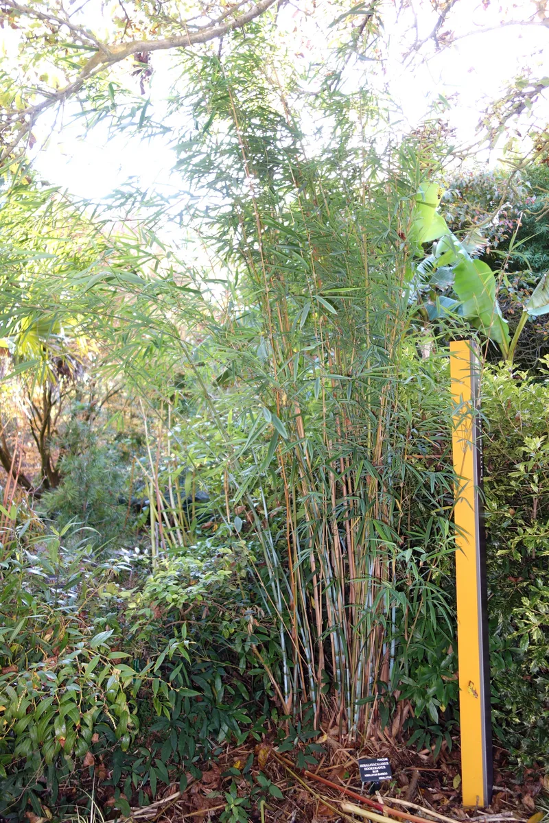 Blue Himalayan Bamboo (Himalayacalamus hookerianus)