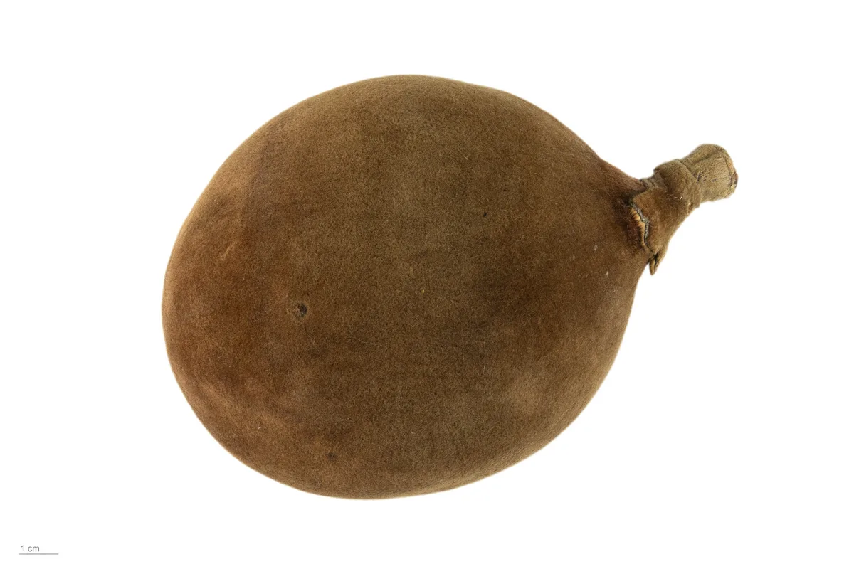 Grandidier Baobab (Adansonia grandidieri)