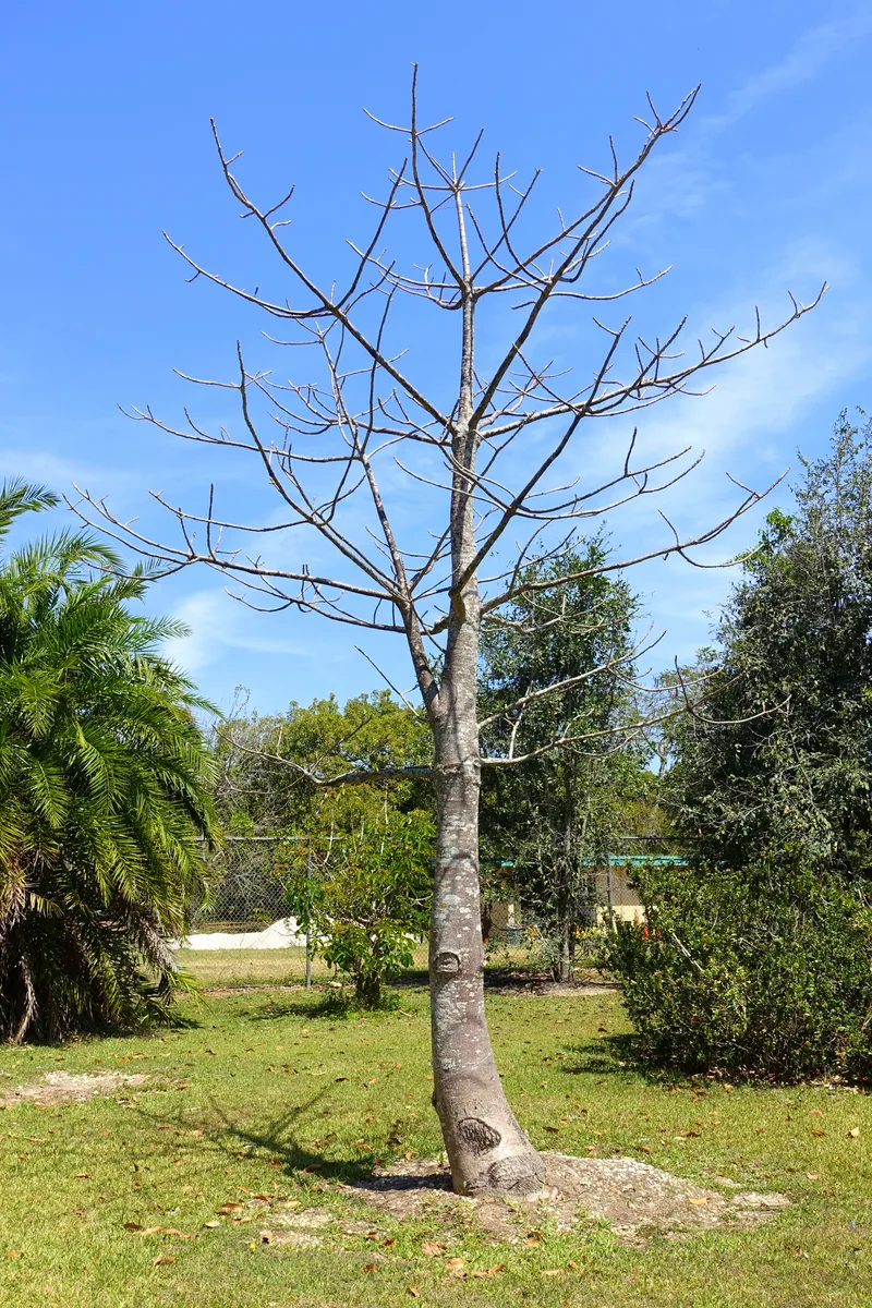 Suarez Baobab (Adansonia suarezensis)