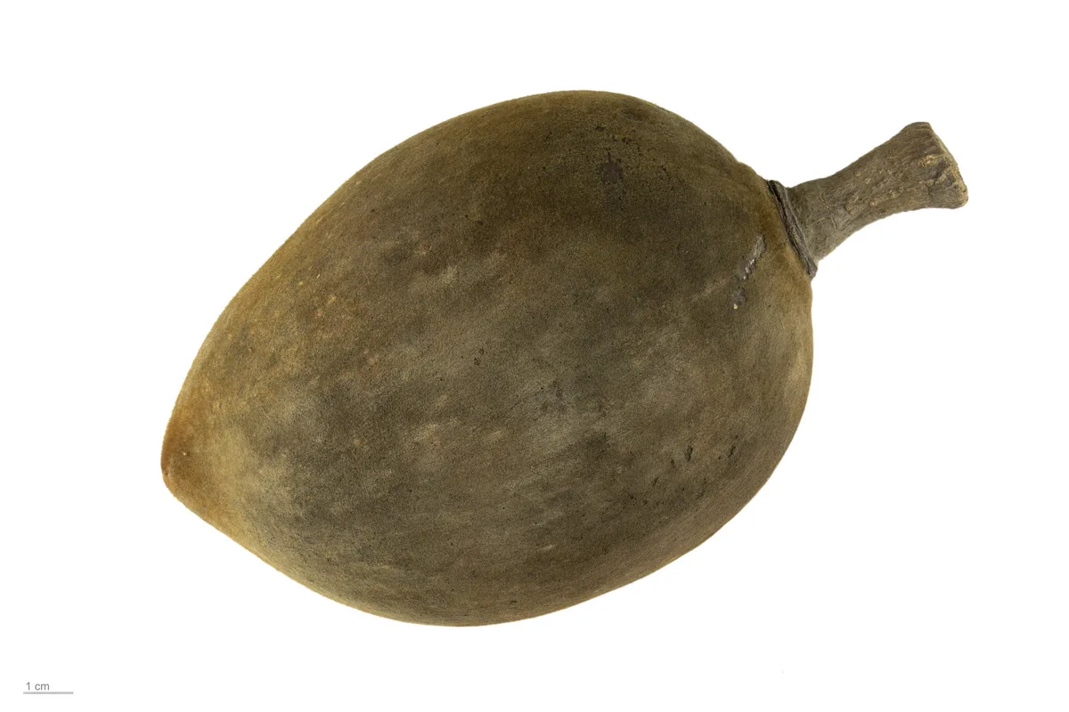 Perrier Baobab