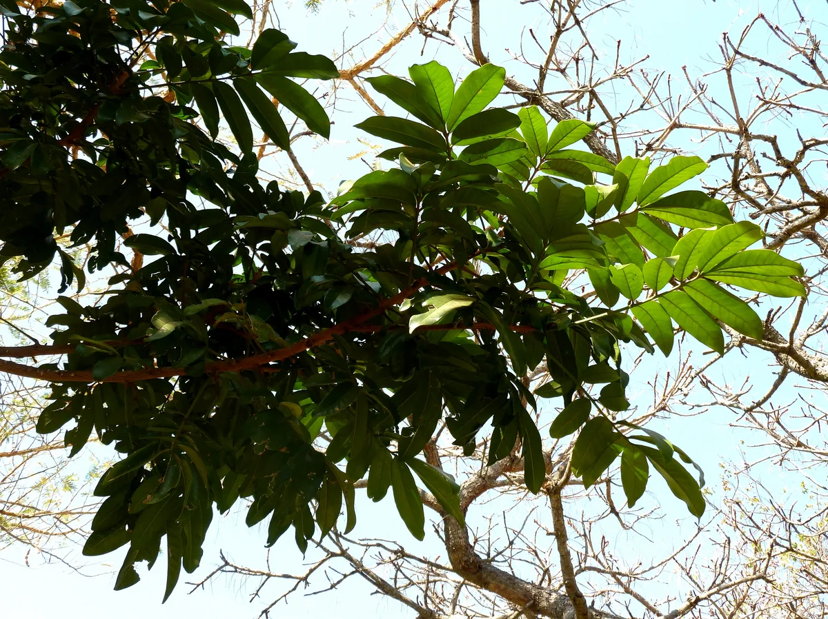 Cape Mahogany